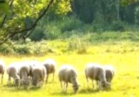 PASATIEMPOS RELIGIOSOS - EL CABALLO tengo otras ovejas que no son de este corral