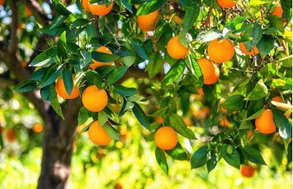 PASATIEMPOS RELIGIOSOS - EL CABALLO un árbol bueno no puede dar frutos malos